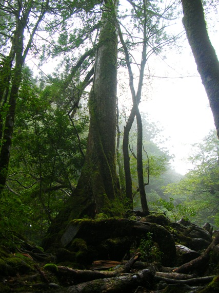YAMA07YAKUSHIMA01.JPG - 115,026BYTES