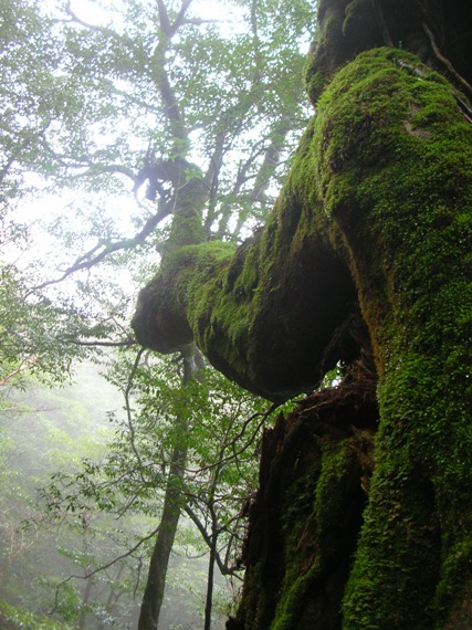 YAMA07YAKUSHIMA03.JPG - 113,068BYTES