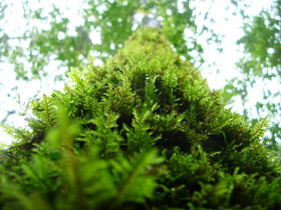 YAMA07YAKUSHIMA04.JPG - 122,343BYTES