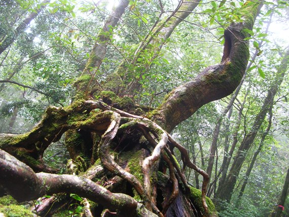 YAMA07YAKUSHIMA05.JPG - 117,787BYTES