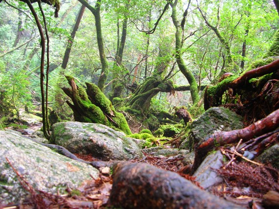 YAMA07YAKUSHIMA06.JPG - 123,471BYTES