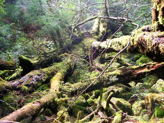 YAMA07YAKUSHIMA08.JPG - 115,654BYTES