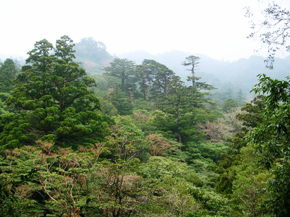 YAMA07YAKUSHIMA10.JPG - 107,356BYTES