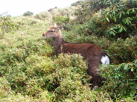 YAMA07YAKUSHIMA19.JPG - 113,905BYTES