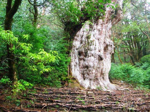 YAMA07YAKUSHIMA20.JPG - 135,057BYTES