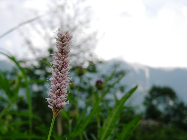 YAMA08KITADAKEHANA05.JPG - 69,209BYTES