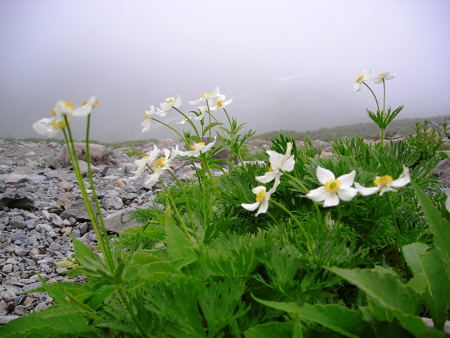 YAMA08KITADAKEHANA12.JPG - 104,234BYTES